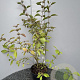 Callicarpa bod. 'Profusion' 80-100 cm 5,0L