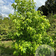 Liquidambar styraciflua 250-300 cm draadkluit meerstammig