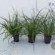Carex morrowii GM P9