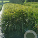 Carex morrowii GM P9