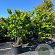 Cercis chinensis 'Avondale' 150-175 cm cont. 80L meerstammig