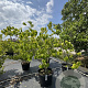 Cercis chinensis 'Shirobana' 150-175 cm cont. 80L meerstammig