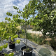 Cercis chinensis 'Shirobana' 175-200 cm cont. 80L meerstammig