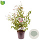 Ceanothus del. 'Gloire de Versaille 60-80 cm 10L