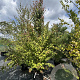 Cercidiphyllum japonicum 275-300 cm 50L meerstammig