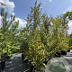 Cercidiphyllum japonicum 300-325 cm cont. 500L spiraal