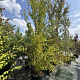 Cercidiphyllum japonicum 350-400 cm cont. 80L meerstammig