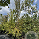 Cercidiphyllum japonicum 400-450 cm cont. 110L meerstammig