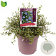 Ceanothus thyrsiflorus repens 30-40 cm 10L