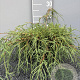 Chamaecyparis p. 'Filifera Nana' 40 cm 2,0L