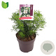Choisya t. White Dazzler 30-40 cm 10L
