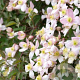 Clematis mont. rubens 125-150 cm 10L