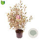 Cornus alba Miracle 60-80 cm 7,5L