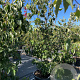 Cornus Aurora 200-225 cm cont. 80L meerstammig