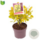Cotinus cog. Golden Spirit 15-20 cm 3,0L