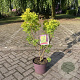 Cotinus cog. Golden Spirit 50-60 cm 7,5L