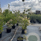 Cotinus cog. 'Royal Purple' 125-150 cm 20L