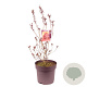 Cotinus cog. 'Royal Purple' 80-100 cm 15L