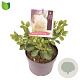 Cotinus cog. 'Young Lady' 25-30 cm 3,0L