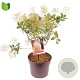Cotinus cog. 'Young Lady' 50-60 cm 7,5L