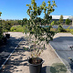 Cornus kousa chinensis 125-150 cm 35L