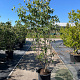 Cornus k. 'Milky Way' 175-200 cm 30L