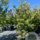 Cornus k. 'Milky Way' 200-225 cm cont. 80L meerstammig