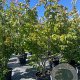 Cornus k. 'Milky Way' 225-250 cm cont. 80L meerstammig