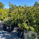 Cornus k. 'Satomi' 80-100 cm 3,0L