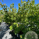 Cornus k. 'Schmetterling' 150-175 cm cont. 80L meerstammig