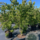 Cornus k. 'Schmetterling' 175-200 cm cont. 80L meerstammig