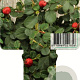 Cotoneaster pr. 'Queen of Carpets' 20-25 cm 2,0L