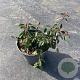Cotoneaster radicans 'Eichholz' 30-40 cm P13