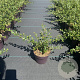 Cotoneaster suec. 'Coral Beauty' 30-40 cm P13