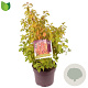 Cornus sang. 'Midwinter Fire' 50-60 cm 7,5L