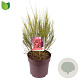 Cytisus 'Boskoop Ruby' 60-70 cm 10L