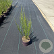 Cytisus 'Killiney Red' 30-40 cm P13