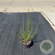 Cytisus scop. 'Vanesse' 30-40 cm P13