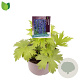 Delphinium 'Delphinity Blue' GM 2,0L