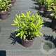 Deutzia gracilis 30-40 cm P13