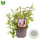 Deutzia hybrida 'Strawberry Fields' 40-50 cm 7,5L