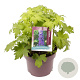Delphinium (E) 'M.F. D.B.Dark Bee' GM C5