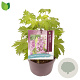 Delphinium 'M F Deep R. White Bee' GM 2,0L