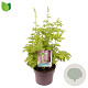 Delphinium 'M F Deep R. White Bee' GM C5
