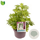 Delphinium 'Magic Fountains White' GM C5
