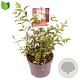 Deutzia purp. 'Kalmiiflora' 30-35 cm 3,0L