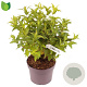 Diervilla sessilif. 'Butterfly' 30-35 cm 3,0L