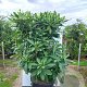 Edgeworthia chrys. 'Grandiflora' 40-60 cm 13L