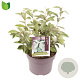 Elaeagnus ebbingei 30-40 cm 5,0L