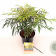 Mahonia Volcano 30-40 cm 3,0L